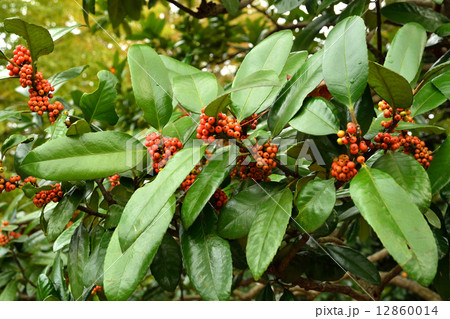 樹木・タラヨウ モチノキ科 樹木・タラヨウ モチノキ科 12860014