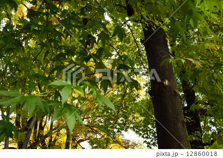 樹木・モミジバフウ　フウ科 12860018