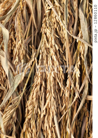 Rice paddy Rice paddy 12860110