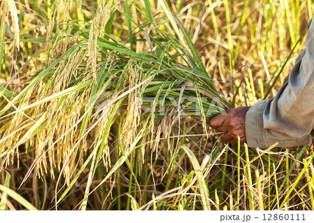 Rice harvest Rice harvest 12860111