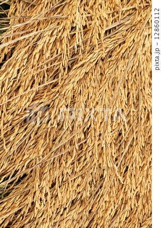 Rice background Rice background 12860112