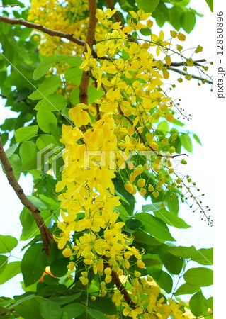 Golden flower or Cassia fistula Golden flower or Cassia fistula 12860896