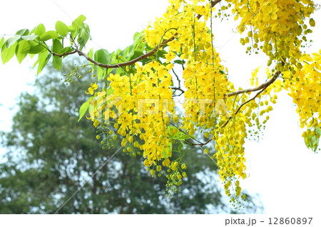 Golden flower or Cassia fistula Golden flower or Cassia fistula 12860897