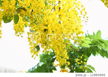 Golden flower or Cassia fistula Golden flower or Cassia fistula 12860900