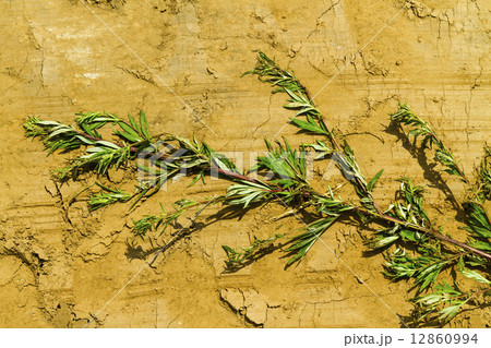 plant branch 12860994