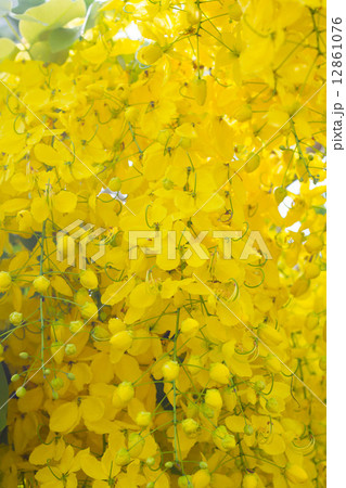 Golden flower or Cassia fistula Golden flower or Cassia fistula 12861076