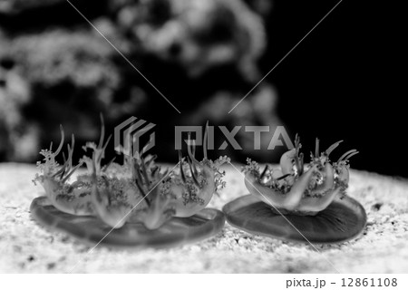 Medusas in the aquarium 12861108