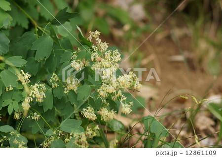 アキカラマツ　秋唐松　Thalictrum minus var. hypoleucum 12861109