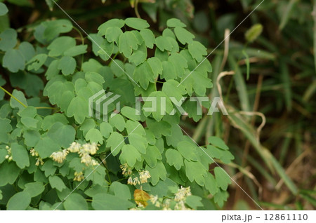 アキカラマツ　秋唐松　Thalictrum minus var. hypoleucum 12861110