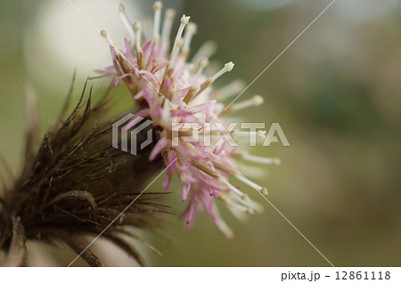オケラ　朮　Atractylodes japonica 12861118