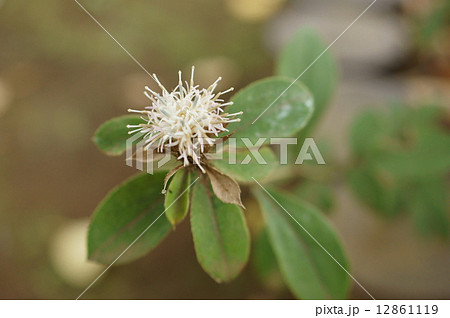 オケラ　朮　Atractylodes japonica 12861119