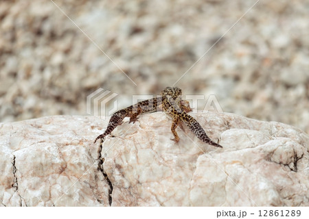 Gecko lizard on rocks Gecko lizard on rocks 12861289