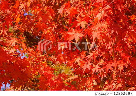 燃えるモミジ(紅葉) 燃えるモミジ(紅葉) 12862297