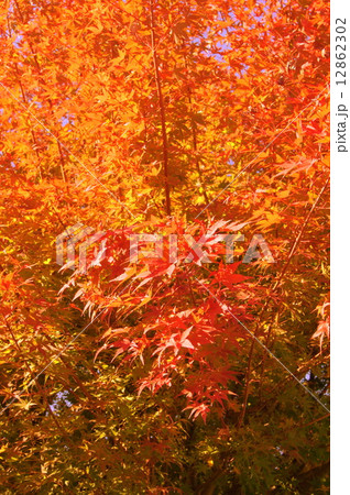 鮮やかなモミジ(紅葉)) 鮮やかなモミジ(紅葉)) 12862302