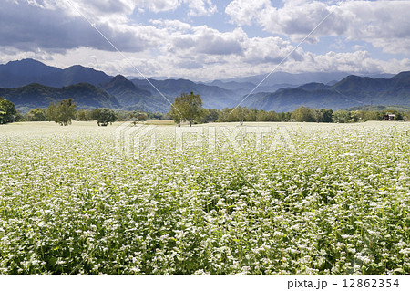 山奥の蕎麦畑 山奥の蕎麦畑 12862354