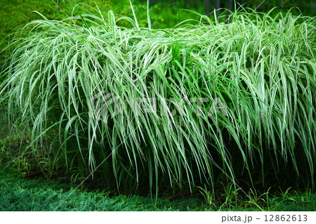 爽やかなベアグラス 12862613