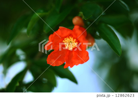 果物 ザクロの花の咲く頃の写真素材