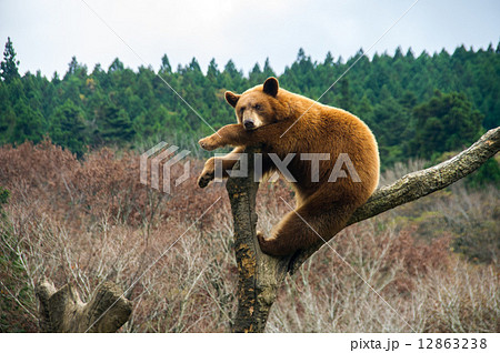 富士サファリパーク アメリカグマ 12863238