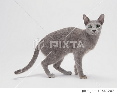 ロシアンブルーの子猫の写真素材