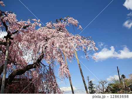 妙関寺の桜 12863698