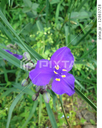 ムラサキツユクサ 12863728