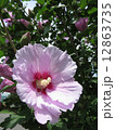 芙蓉 12863735