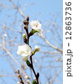 桜 12863736