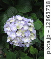 紫陽花 12863738