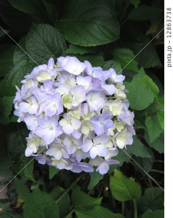 紫陽花 紫陽花 12863738