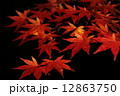 もみじ 12863750