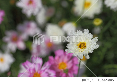 ダブルクリック白花・コスモス ダブルクリック白花・コスモス 12865005