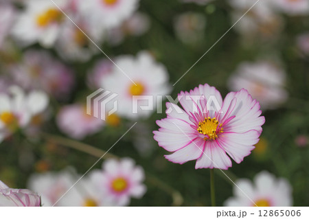 レッドイリュージョン・コスモスの花 レッドイリュージョン・コスモスの花 12865006
