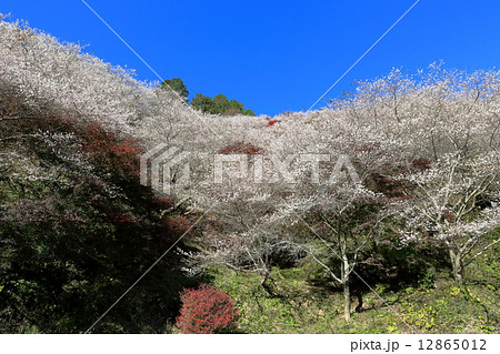 小原の四季桜 小原の四季桜 12865012