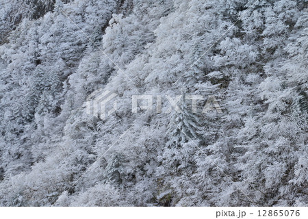霧氷の北壁2 (愛媛県磯鎚山) 霧氷の北壁2 (愛媛県磯鎚山) 12865076
