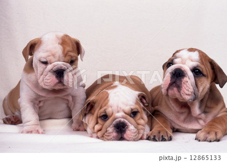 かわいい子犬 12865133