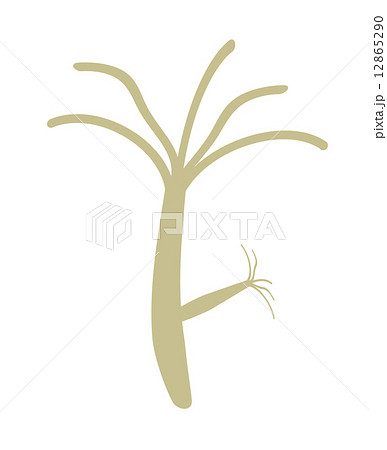 ヒドラ ヒドラ 12865290