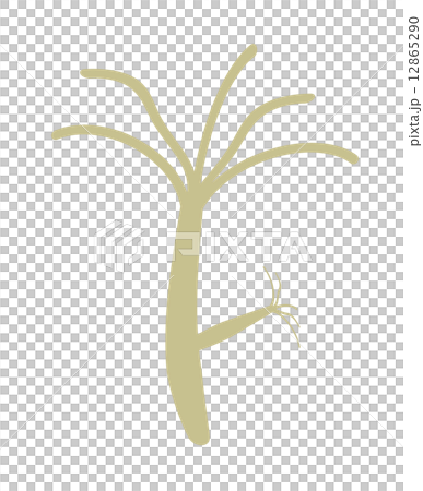 ヒドラ ヒドラ 12865290