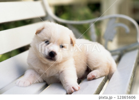 かわいい子犬 12865606