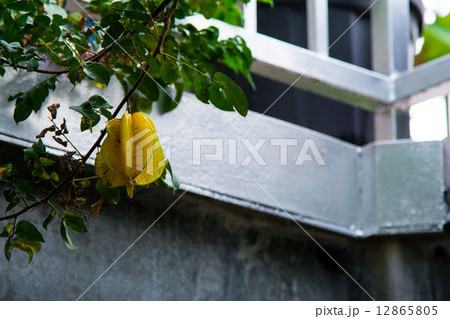 スターフルーツ 12865805