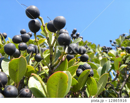 日に照らされている熟し始めたシャリンバイの実 12865916