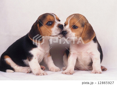 かわいい子犬 12865927