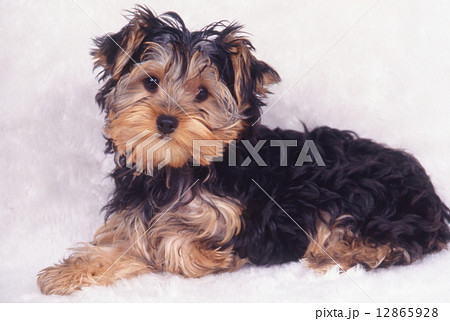 かわいい子犬 12865928