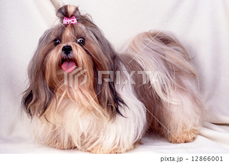 かわいい子犬 かわいい子犬 12866001