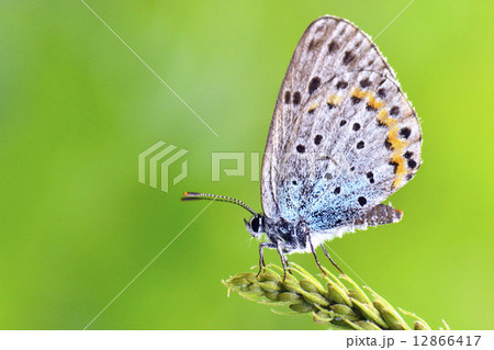 オオルリシジミ オオルリシジミ 12866417