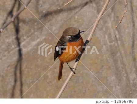 ジュウピタキ 12866796