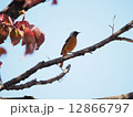 ジュウピタキ 12866797