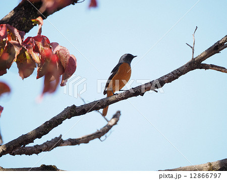 ジュウピタキ 12866797