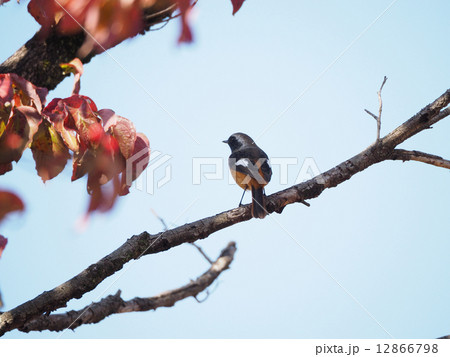 ジュウピタキ 12866798