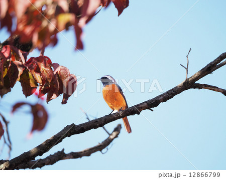 ジュウピタキ ジュウピタキ 12866799