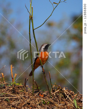 ジュウピタキ 12866800